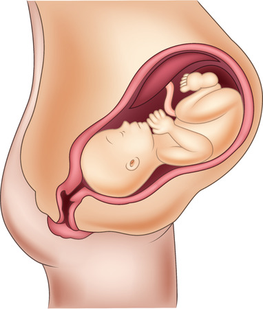 caricatura de un bebe en el útero materno, antes del parto.